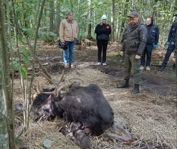 На Рівненщині рятували червонокнижного лося