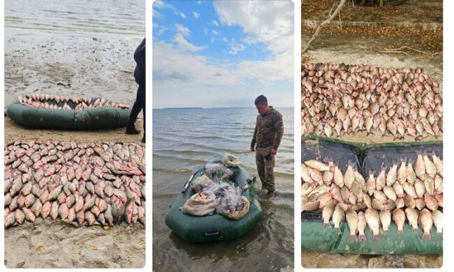 Инспекторы Госэкоинспекции пресекли масштабное нарушение: браконьеры наловили рыбы на 2 миллиона