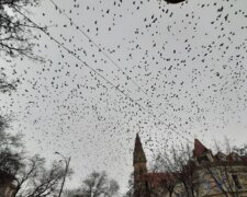 "Осторожно, в центре бомбежка": тысячи птиц заполонили  Одессу, невероятные кадры