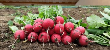 Как глубоко сажать картофель, чтобы получить здоровые растения и большой урожай