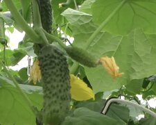 Де посадити огірки, щоб отримати великий урожай: секрет досвідчених городників