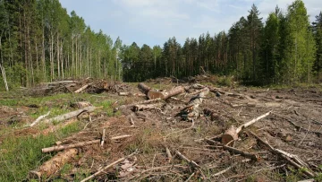 Москаль назвав неправдивою карту вирубки лісів Тараса Кутового