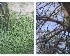 Зжерли дерево всього за ніч: жителі Черкащини налякані навалою гусениць, відео