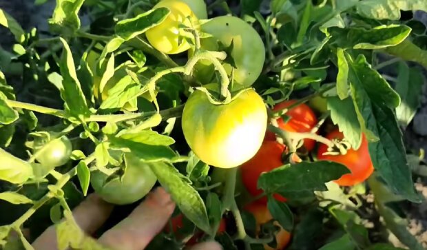 ����: politeka.net