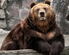 В зоопарке медведь выкопал снаряд времен Второй мировой войны