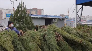 На окружной дороге Киева авто влетело в елочный базар: детали и кадры с места аварии