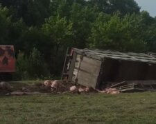 Фура везла 200 свиней: кадры масштабной аварии на Хмельнитчине