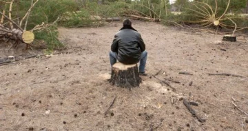 Знищення дерев в Одесі, поліцію підняли по тривозі: кадри варварства