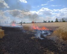 Госэкоинспекция: в Николаевской области из-за оккупантов выгорело поле с пшеницей, ущерб окружающей среде составил более 1,27 млрд гривен