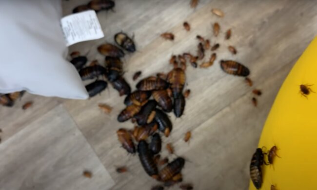 тараканы, насекомые