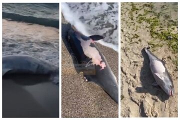 Мертвых дельфинов выбрасывает один за другим на одесское побережье: трагическое видео