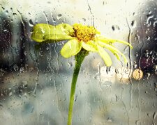дождь, цветок, погода