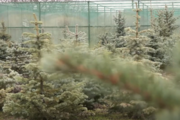 Штраф понад 5 тисяч: українців каратимуть через ялинки, що не можна робити