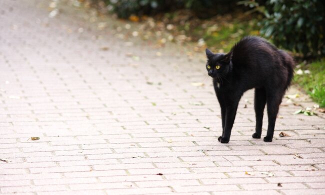 кот черный кошка