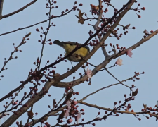 прогноз погоди на тиждень з 24 по 30 квітня у Києві