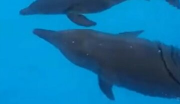 В харьковском дельфинарии пополнение: фото малыша