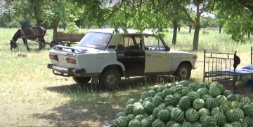 цены на арбузы и дыни в 2023 году в Украине: прогноз эксперта