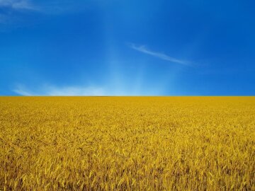 Поле желто-голубое Украина