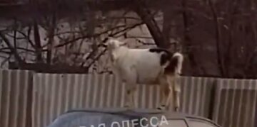 В Одесі козел забрався на дах іномарки: курйозне відео