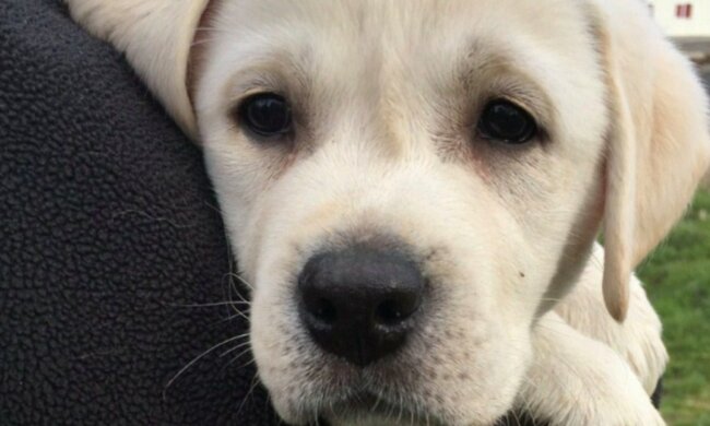 Сотні собак кинули напризволяще, в притулку безсилі: "немає коштів навіть на корм"