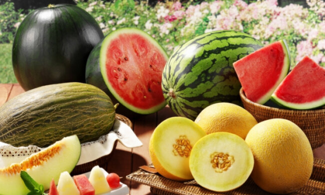 арбуз дыня