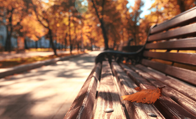 Park bench autumn urban landscape recreation