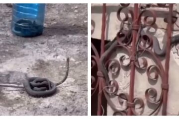Харьковчане жалуются на нашествие змей, заползают в дома: жуткие кадры