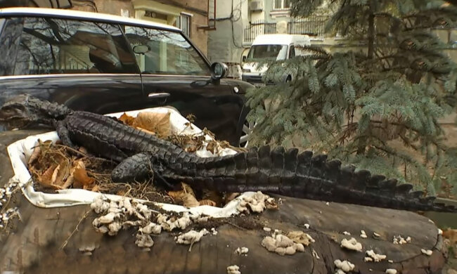 Настоящего крокодила нашли в центре Киева, видео: "перепутали с игрушкой"