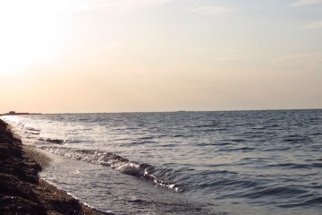 В перший день нового року в Чорному морі помічені моржі, відео