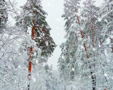 Неймовірна зимова казка в "Пущі-Водиці" приголомшила киян, барвисті фото