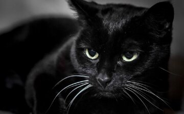 чорний кіт