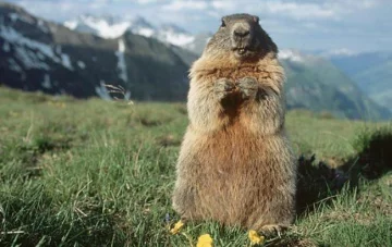 день сурка,