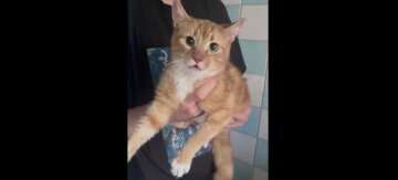Коти прожили три роки одні у порожній квартирі: подробиці унікального випадку на Дніпропетровщині