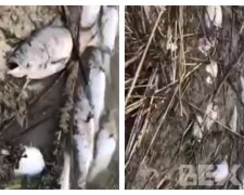 Берег усіяний мертвою рибою: техногенна катастрофа назріває в Харкові, кадри НП