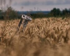 поле, пшеница, урожай, война