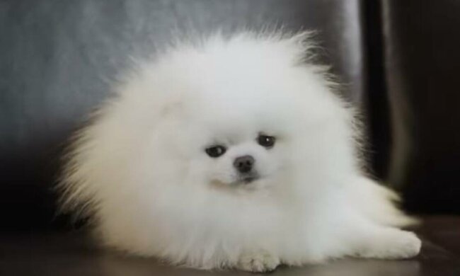 собака