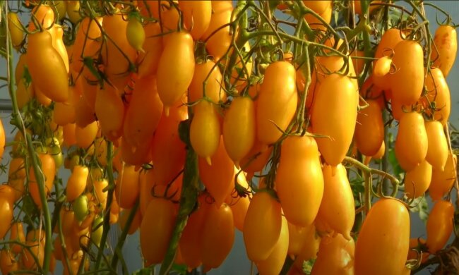 помидоры, скриншот Ютуб