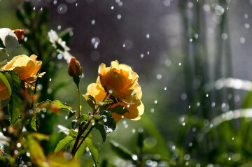 розы, цветы, дождь