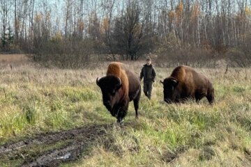 Велетні серед хат: на Житомирщині зубрів, що гуляли селом, перегнали пішки 27 кілометрів заради порятунку