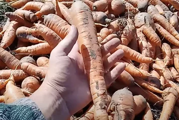 морковь