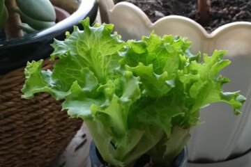 салат на підвіконні