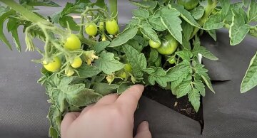 огород, помидоры