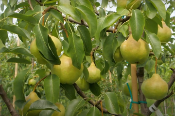 деревья, груши