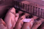 Подорожчання риби в Одесі