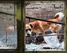 Беда случилась с четырьмя щенками в Днепре: спасатели бросились на помощь, видео