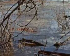 Украинский поселок уходит под воду: уже затаплены дворы в частном секторе, фото