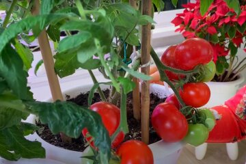 помидоры в горшках