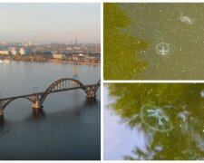 Дніпро заполонили екзотичні мешканці: навалу медуз показали на відео
