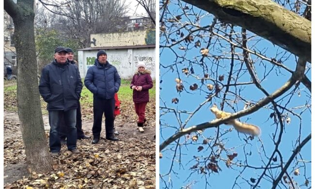 Десятки дерев знищать заради нової парковки в Одесі, жителі сполошилися: "На них живуть білки"