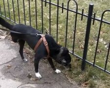 Украинцев поразила история собаки Тяпы из Днепра: готовится встретить 20-летие